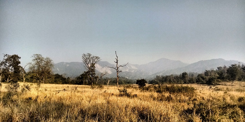 Scenic landscape of Rajaji National Park with rich greenery and astonishing mountains.