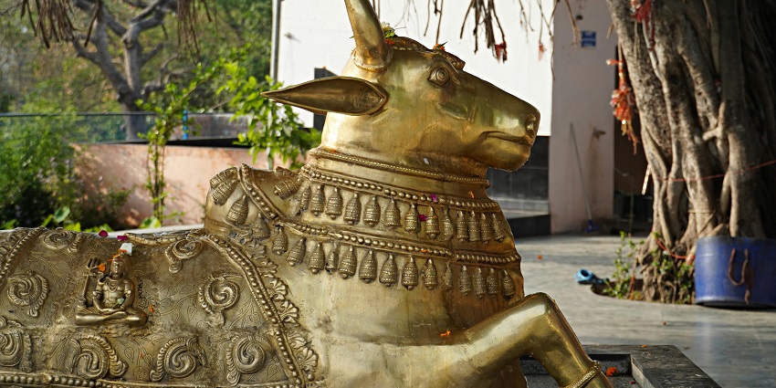 An image of a beautiful Nandi in golden colour, one of the best places to visit in Mirzapur.