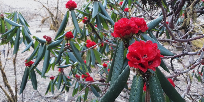 Beautiful Rhododendrons seen at an offbeat place near Siliguri
