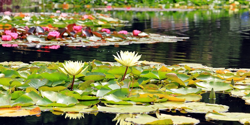 Tranquil Rani Ka Talab with clear water, surrounded by lush and lotus