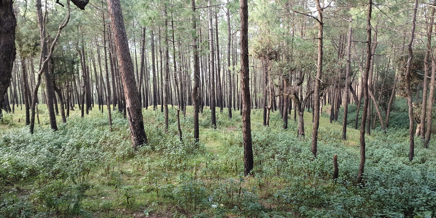 A view of Ranikhet, a famous tourist destination near Almora, located in Uttarakhand.