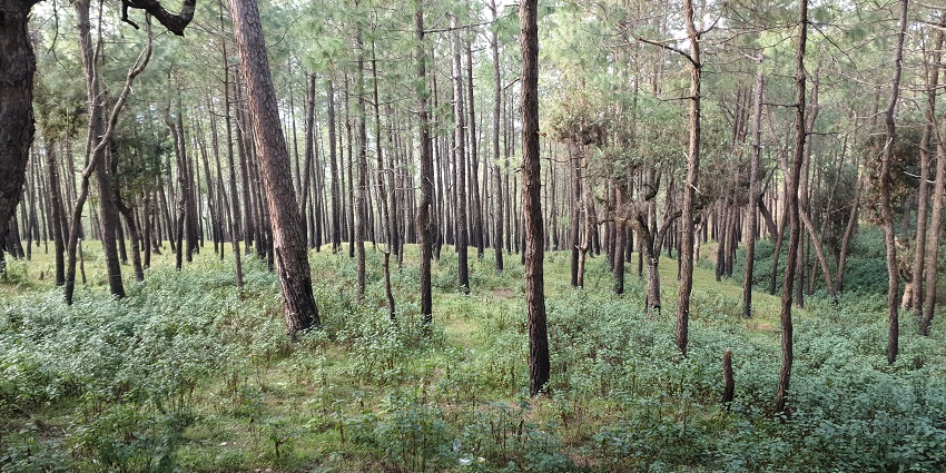 Wonderful view of Ranikhet, showing lush green trees and hills, with a clear blue sky.