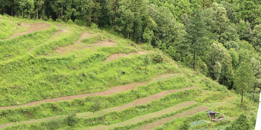 A scenic grassy field surrounded by tall trees under soft daylight, evoking peaceful nature vibes in Ranikhet, one of the best places to visit in Uttarakhand in October.