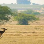 Image of a deer running through the landscapes of Ranipur wildlife sanctuary