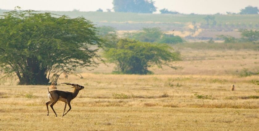 Image of a deer running through the landscapes of Ranipur wildlife sanctuary