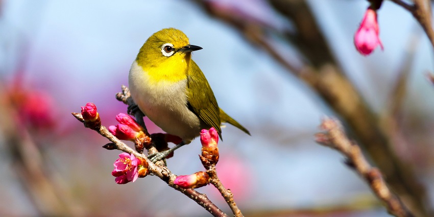 Perfect for nature lovers exploring and bird watchers places to visit in Cooch Behar.