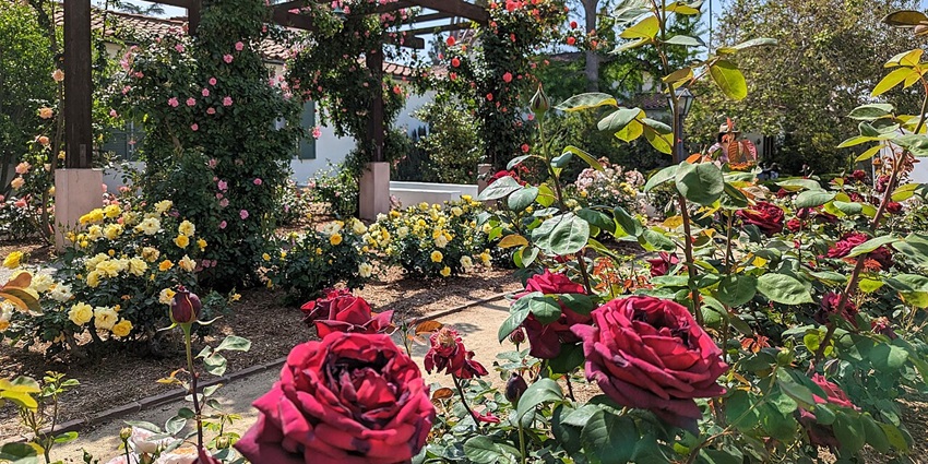 An inside image of the Rose Garden in Ooty filled with thousands of blooming roses in various shades
