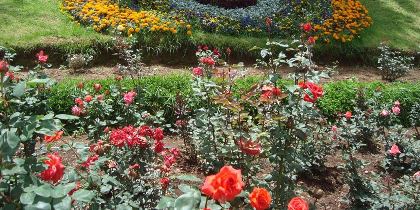 Terraced gardens blooming with colorful roses and pathways—places to visit in Ooty for couples