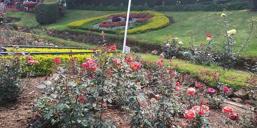 Colourful rose blooms in Ooty's Rose Garden, one of the popular places to visit in Ooty