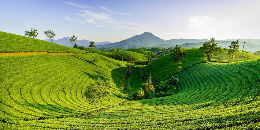 The heavenly Rydak Tea Estate of West Bengal, an offbeat place near Alipurduar