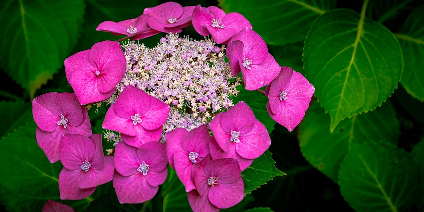 Image of vibrant pink hydrangea flowers, similar to those in Saharanpur Botanical Garden.
