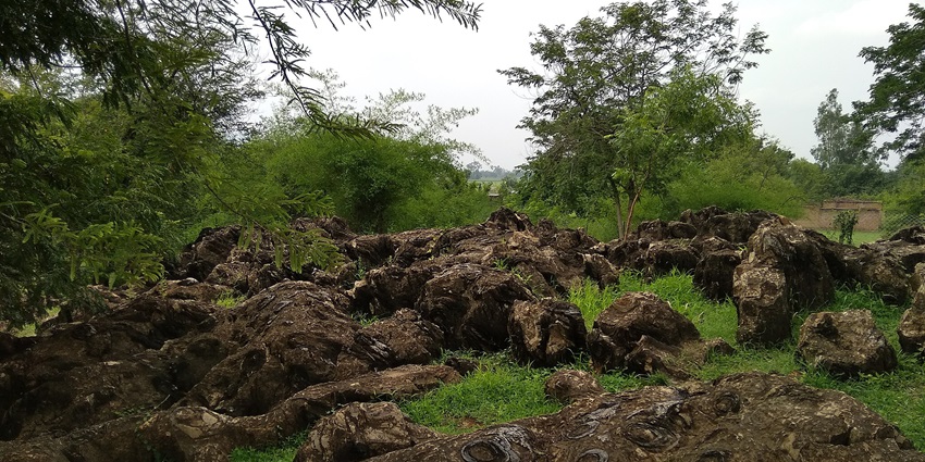 150 crore years old Fossils of blue-green algae found in Salkhan Fossil Park.