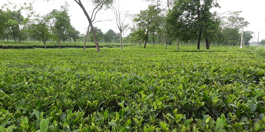 A picture of the vast tea plantations at the Samsing Tea Estate near Alipurduar