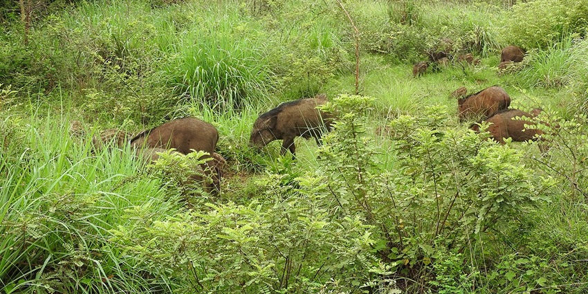 Group of wild boars foraging in lush green undergrowth, Mundanthurai forest