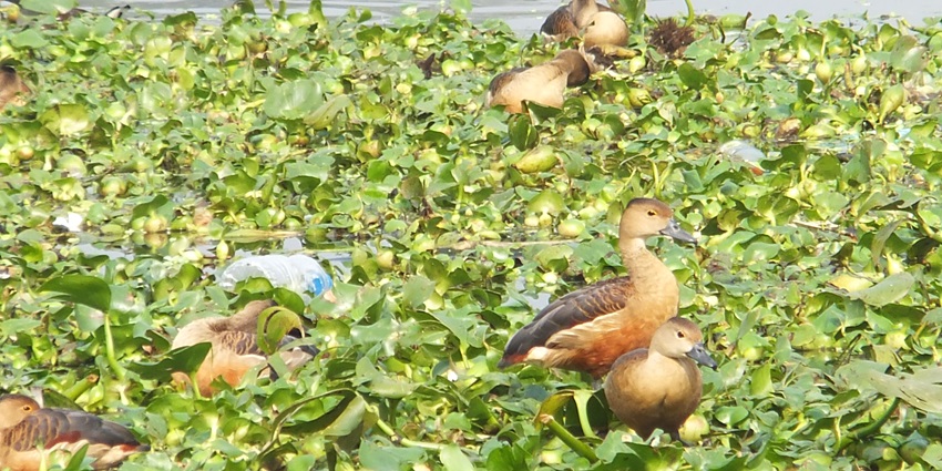 Birds at the Santragachi Jheel, one of the places to visit in Howrah