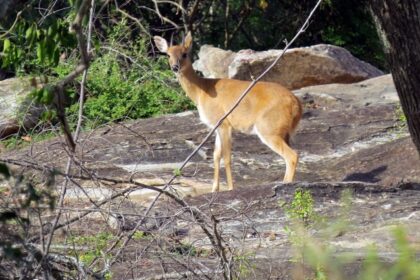 A deer between dense green trees and majestic mountains in the background.