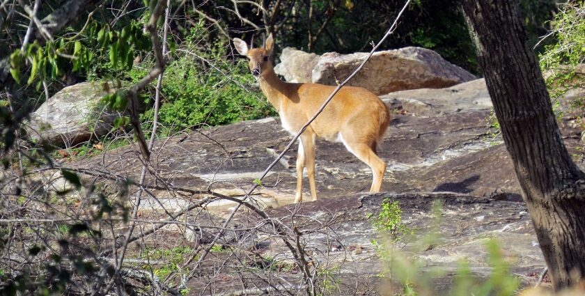 A deer between dense green trees and majestic mountains in the background.