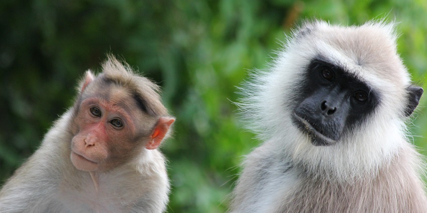 An image of a langoor and a monkey at Sathyamangalam Tiger Reserve Zoological Park.