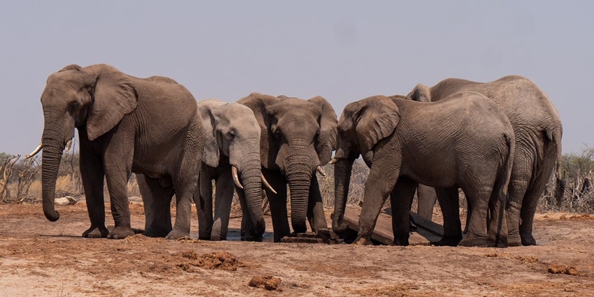 Image of a herd of elephants in the Wildlife Sanctuary, located near Kodiveri Waterfall.