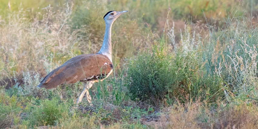 An Image of the Great Indian Bustards roaming freely in their natural sanctuary habitat.