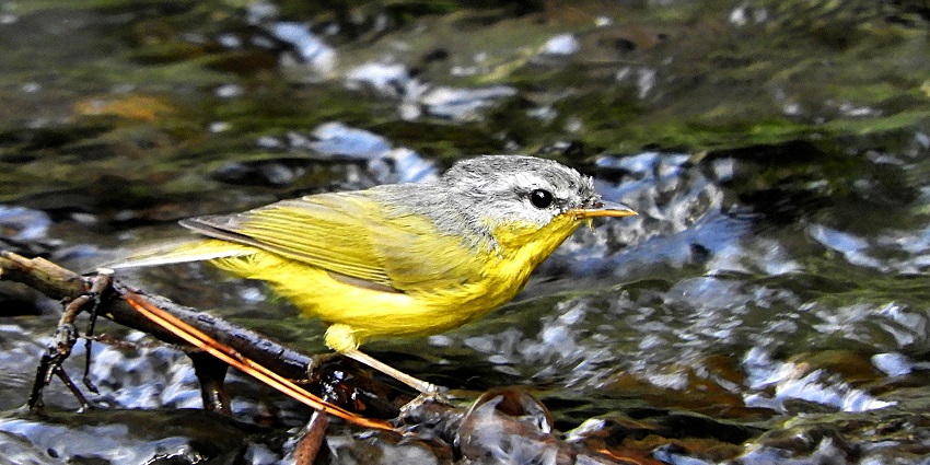 Image of a Grey-hooded warbler at Sattal - Variety of bird species found at Sattal Lake