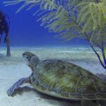 View of a man scuba diving under Chivla beach, one of the best spots for scuba diving in Maharashtra