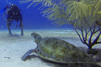 View of a man scuba diving under Chivla beach, one of the best spots for scuba diving in Maharashtra