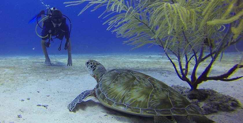 View of a man scuba diving under Chivla beach, one of the best spots for scuba diving in Maharashtra