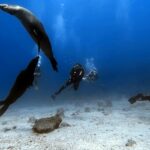 An image of a group of tourists scuba diving in Malvan