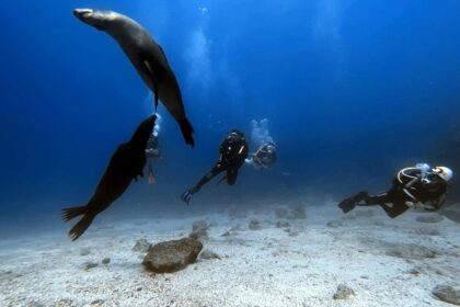 An image of a group of tourists scuba diving in Malvan