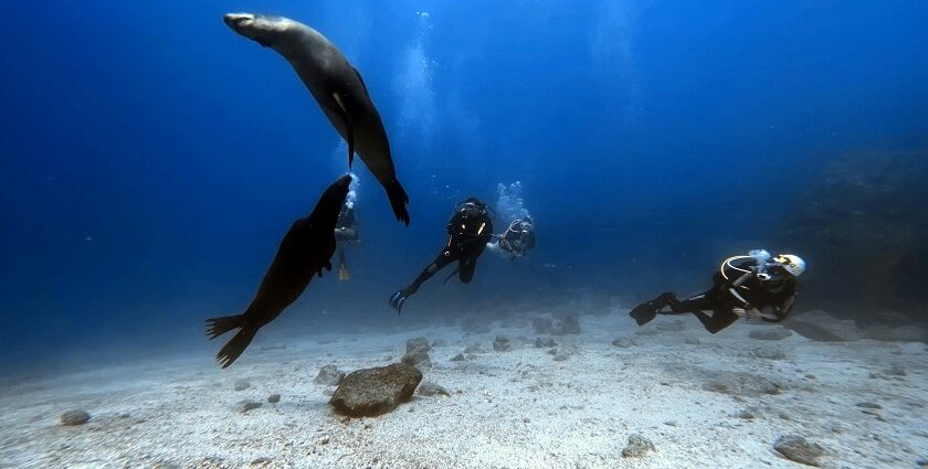 An image of a group of tourists scuba diving in Malvan