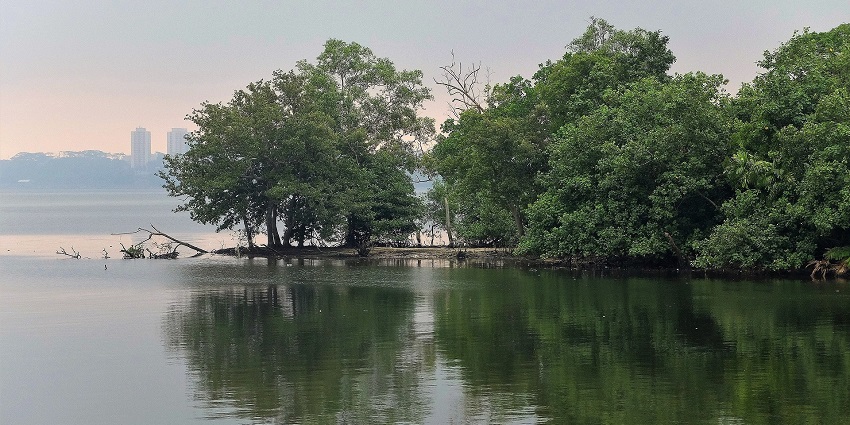 Sewri Mangrove Park, famous for flamingos and wetland wildlife