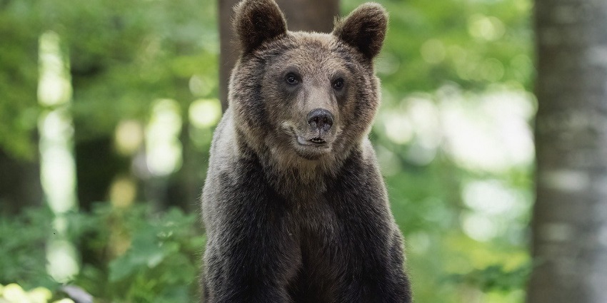 Bear in a forest setting, representing the wildlife found in amazing zoos in Uttar Pradesh.