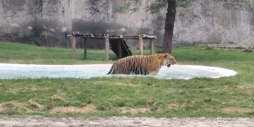 The Shaheed Ashfaq Ullah Khan Zoological Park, on the list of places to visit in Gorakhpur