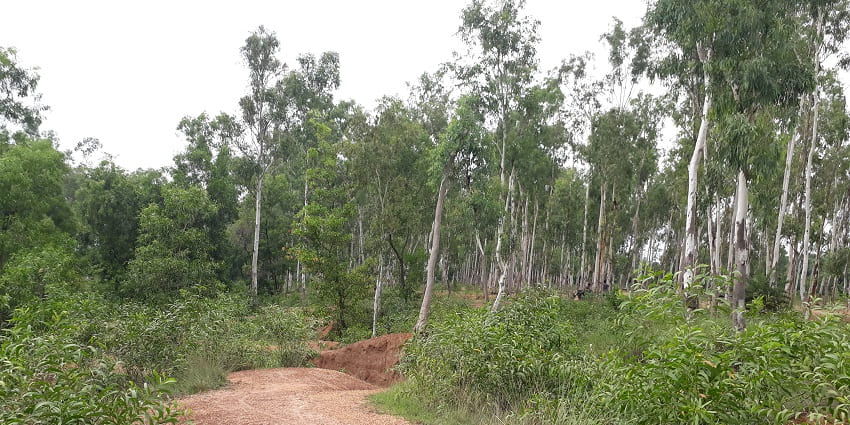 The forest cover in Shantiniketan, one of the places near Kolkata to visit in August.