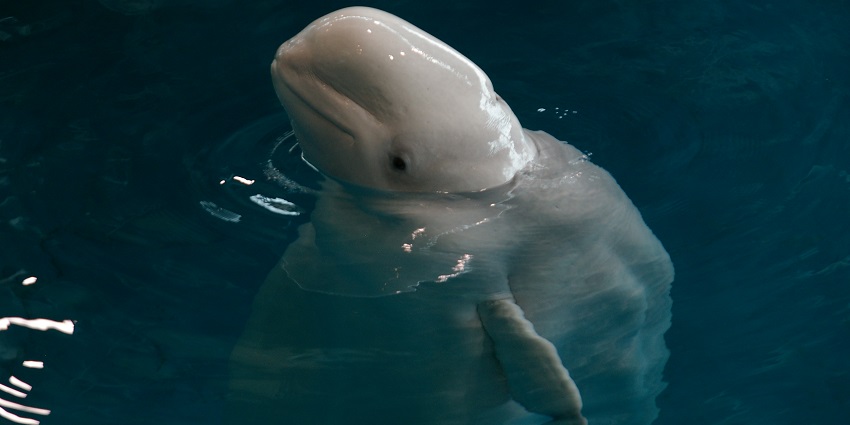 Beluga whale popping out its head from the waters of the Shedd Aquarium in Chicago.
