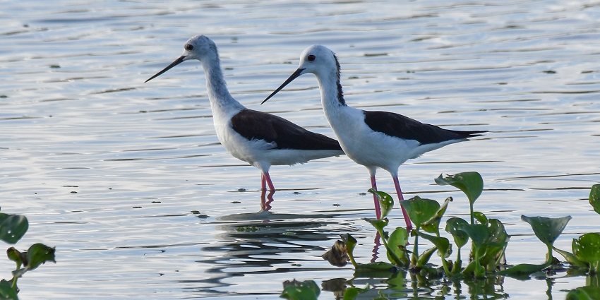 Two black-winged in the Sholinganallur Lake, one of the best places near Vandalur Zoo.