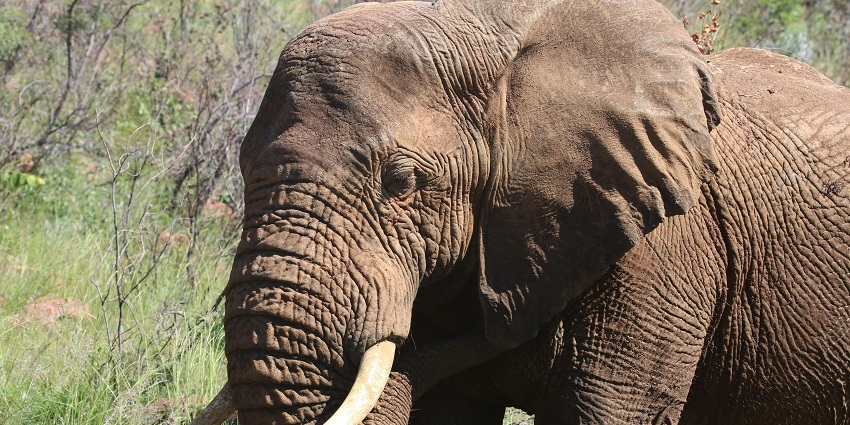 An elephant walking during golden hour in a field at a National Park in Shoolagiri.