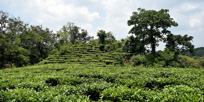 Shyamkhet Tea Garden, a picturesque tea garden offering scenic views and fresh brews.