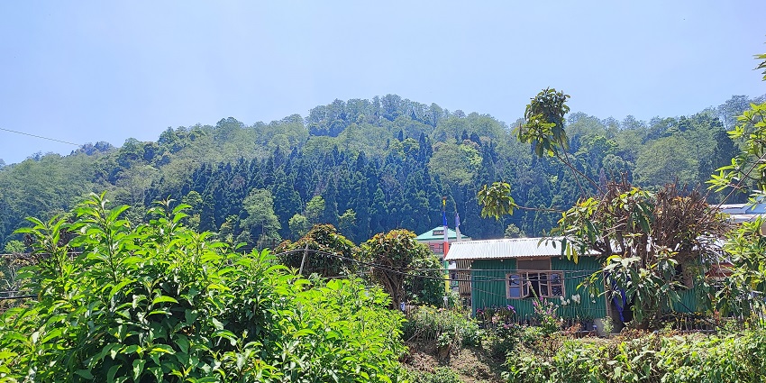 Sillery Gaon offers tranquillity and breathtaking views of the Kanchenjunga range.