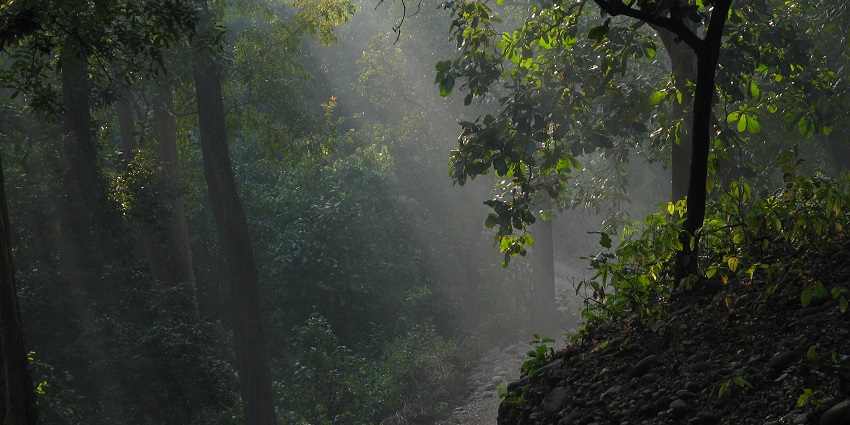 Peaceful sitabani forest reserve with diverse wildlife and scenic beauty at uttarakhand.