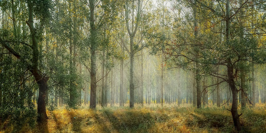 Explore the tranquil trails of Sitabani Forest Reserve, a perfect spot for birdwatching
