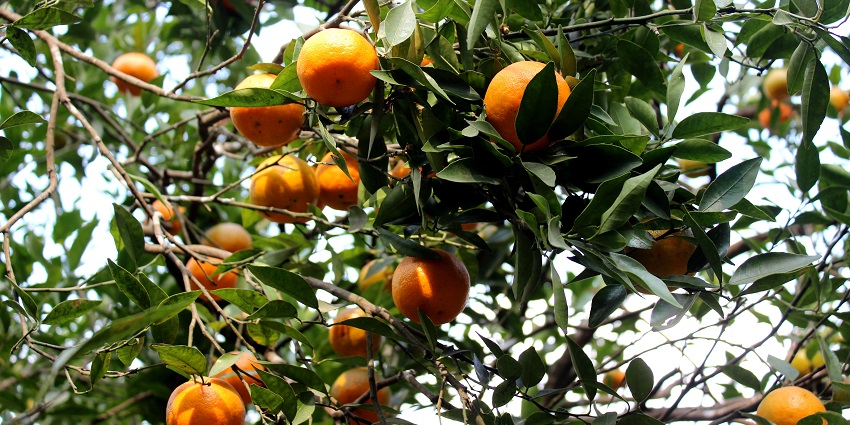 Discover Sittong’s scenic orange orchards, an offbeat place near Kurseong.
