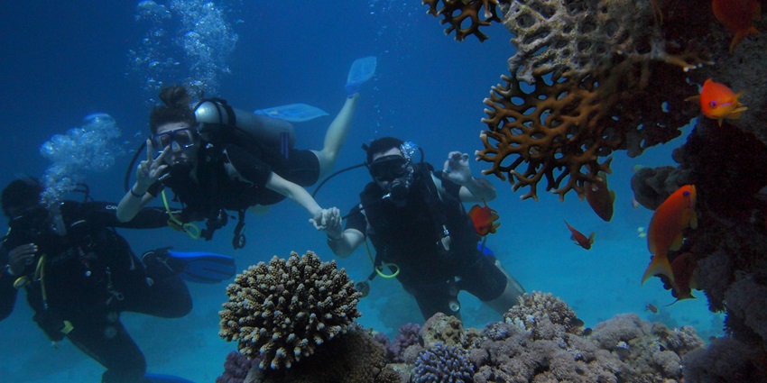 An underwater picture showcasing colourful marine life during snorkelling adventures at Kihim.