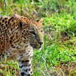 A close-up of a leopard standing alert in lush, green grass within Sohagi Barwa Wildlife Sanctuary, with spotted coat blending into the forested backdrop.