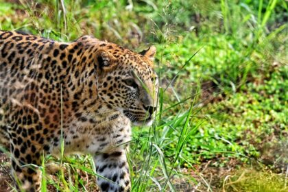 A close-up of a leopard standing alert in lush, green grass within Sohagi Barwa Wildlife Sanctuary, with spotted coat blending into the forested backdrop.