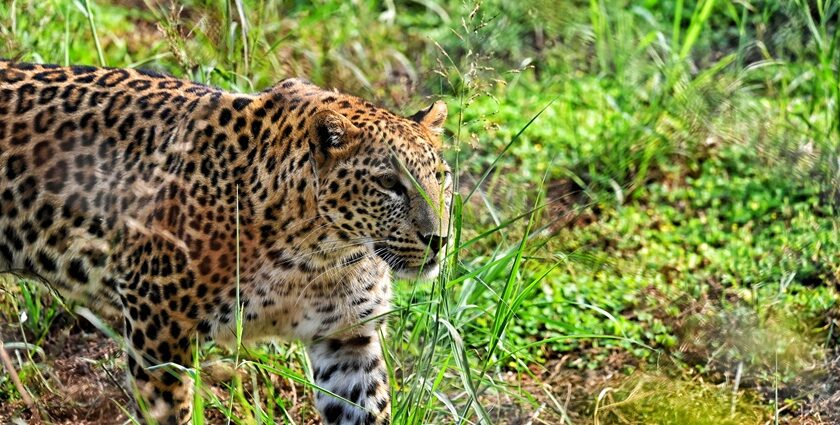 A close-up of a leopard standing alert in lush, green grass within Sohagi Barwa Wildlife Sanctuary, with spotted coat blending into the forested backdrop.