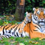 A glimpse of a tiger and its cub on the lush green sprawling grounds of Uttarakhand