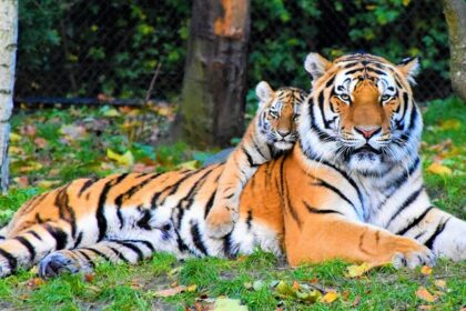 A glimpse of a tiger and its cub on the lush green sprawling grounds of Uttarakhand