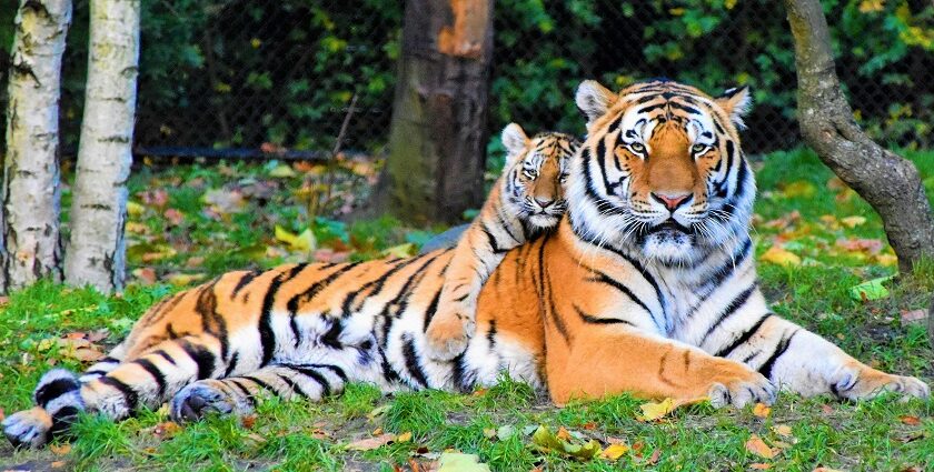 A glimpse of a tiger and its cub on the lush green sprawling grounds of Uttarakhand